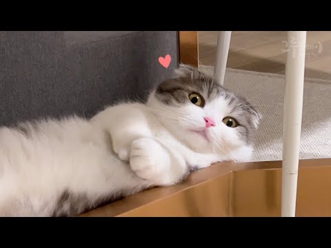 What do cats do when their humans aren’t home?
