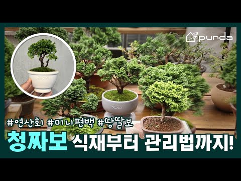 [Cute Cheongjjabo💚] There's a reason why "Cheongjjabo", the number one plant search term, suddenl...