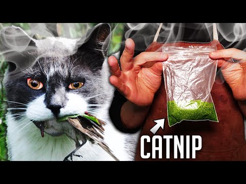 Getting Stray Cats High To Stop Them Eating My Pets