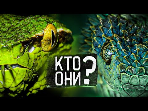 ЗМЕИ - ЧТО МЫ О НИХ НЕ ЗНАЕМ? Документальный фильм о самых скользких рептилиях, которых все боятся
