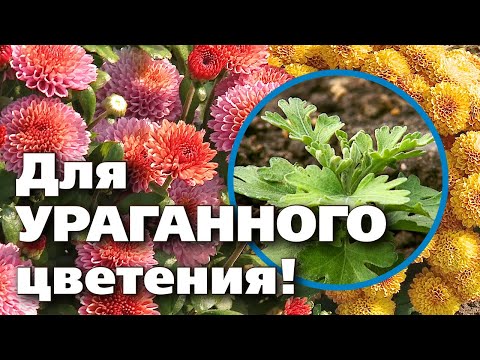 КАК ПОСАДИТЬ ХРИЗАНТЕМУ. ЦВЕСТИ БУДЕТ ПОТРЯСАЮЩЕ!
