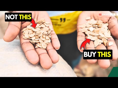 How to Make Money from Egusi Storage Part 2 (Practical, Live Market)