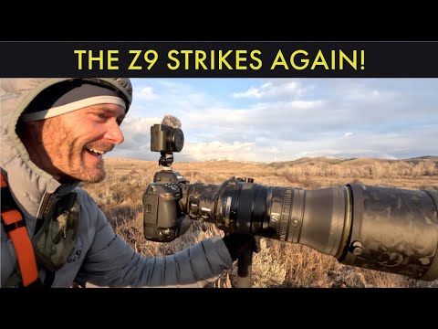 Nikon Z9 Strikes Again!  - Bull Moose Photography in the Tetons