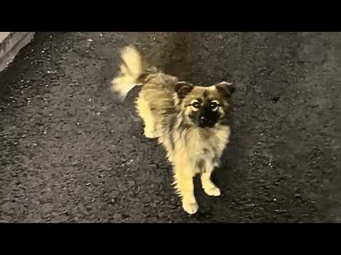 The stray waited in the same spot for days to play with my dog. I couldn't let her keep waiting.