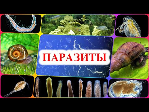Паразиты в аквариуме