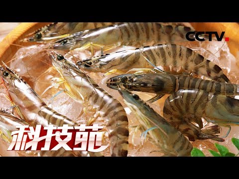 《科技苑》沙漠边上养海虾 20180827 | CCTV农业