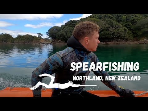 SPEARFISHING New Zealand - Catch our own food