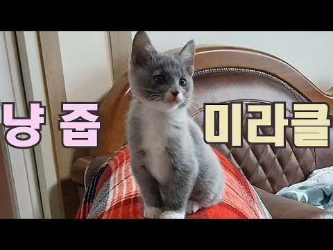 [sub eng] binge-watch the growth record of 100 days of kittens adopted on the first day of birth