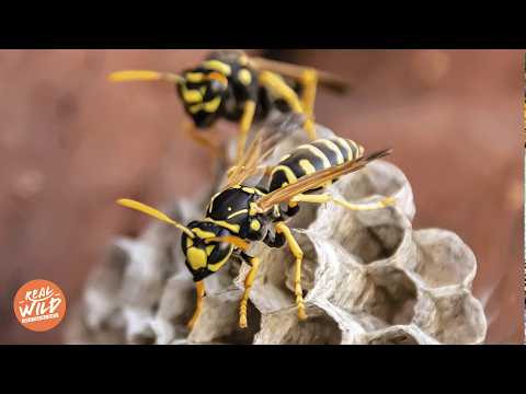 Bauwerke der Tierwelt: So schützen sich Tiere, um zu überleben! | Doku