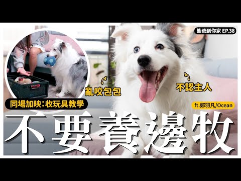 邊牧勸退？：「亂咬賠錢賠不完QQ」ft.鄭羽凡 亞亞 / 邊牧Ocean｜熊爸估狗