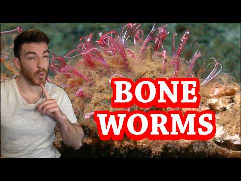 I love bone worms so much
