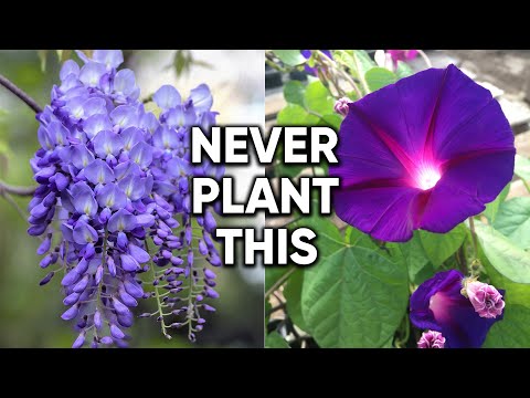 10 Plants You Should NEVER Grow in Your Garden!
