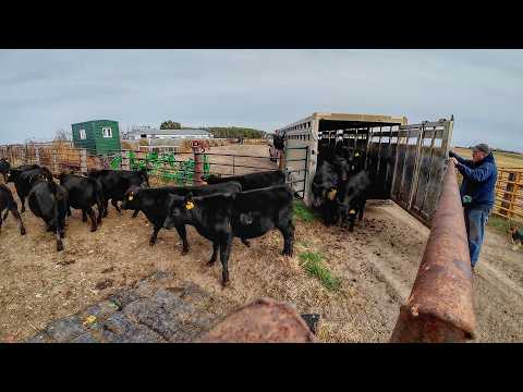Weaning 100 Sonne Black Angus Calves