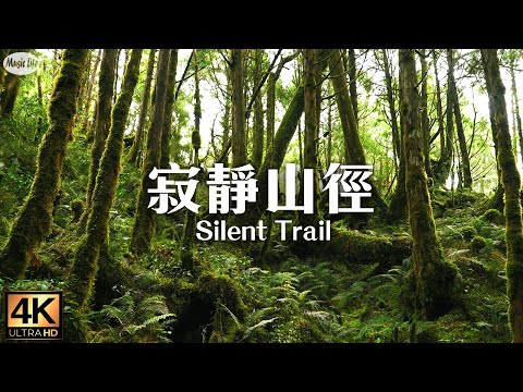 Forest Healing 2 Cueifong Lake Circular Trail. Taiwan's quietest mountain trail Relaxing piano music