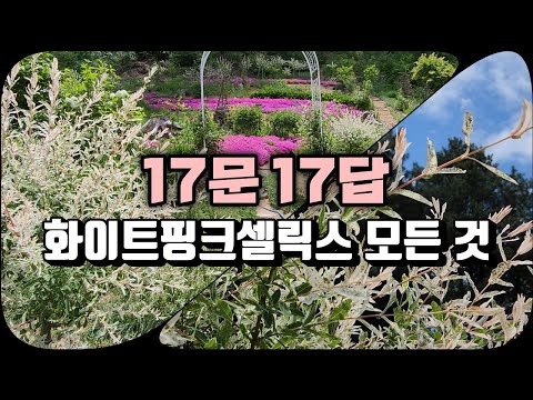 삼색버드나무의 모든 것 | 17문 17답 | 화이트핑크셀릭스 | 강원도 정원