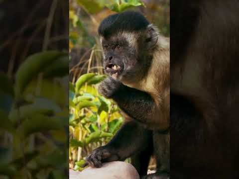 POV: When your parents force you to eat just one Brussel sprout #funnyanimals #monkey #christmas