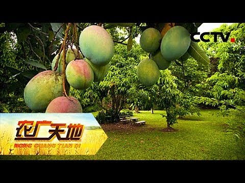 《农广天地》摘花三三制 芒果产量高 20190509 | CCTV农业