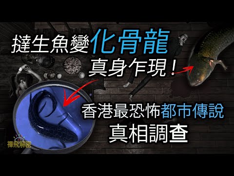 (精選)【撻生魚變化骨龍】化骨龍真身首度曝光? 誤飲化骨龍湯全身骨骼被溶解香港最恐怖都市傳說的真相 EP240(粵語中字CC)  #生魚 #化骨龍 #舊香港 #都市傳說