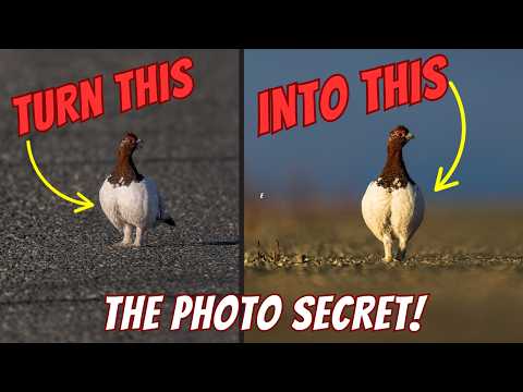 THE Secret That Took My Wildlife Photos from Meh to Amazing
