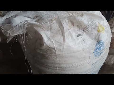 We couldn't harrow, so we'll feed the wheat.