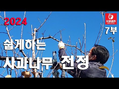 [사과나무전정 제7부] 나무 반발 덜 하고 많이 수확하는 전정 방법 [사과콜라TV]
