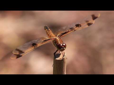 Dragonfly (closer) 2016-05