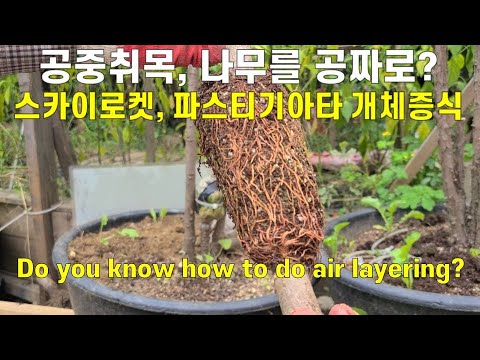How to propagate trees for free, landscape tree Emerald Green Skyrocket Pastigiata grafting (laye...