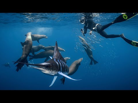 UNREAL Marlin Feeding Footage | Our Mexico Trip!