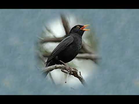 Blackbird.....Rupert Spira