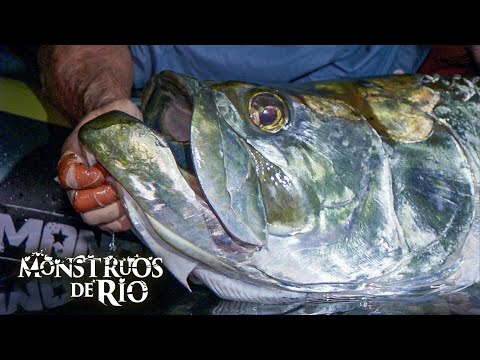Capturas ÉPICAS: Los Peces MÁS GRANDES de la Temporada 5 | Monstruos de Río