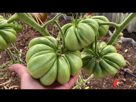 Review of new tomato crops for 2024, part 2