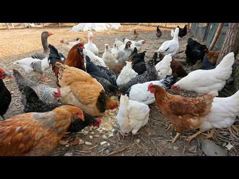 Raising Chickens Naturally for Eggs, Meat & Profit – The Secret of Healthy Farm Chickens