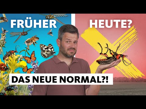 Insektensterben: Wie schlimm ist es mittlerweile?