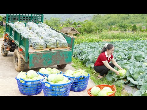 Harvesting 1000 Big Fish, Use Truck To Transport Big Fish Go To Market Sell - Farm Life