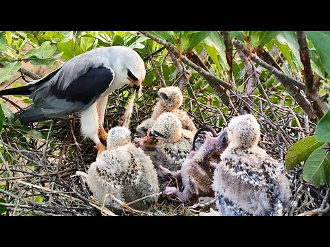 The Most Surprising Eating | Border Birds
