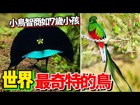 世界上10种最奇特的小鳥，第一名智商如同8歲小孩，最危險的鳥能輕鬆殺死成年人，小鳥的世界非常精彩 #最奇特的鸟 #奇趣#世界之最 #top10 #冷知识#鸟类#最聪明的鸟