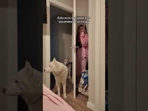 ESTO ES LO QUE PASA SI TE ESCONDES DE UN HUSKY 🤣 #humor #broma #funnyvideo