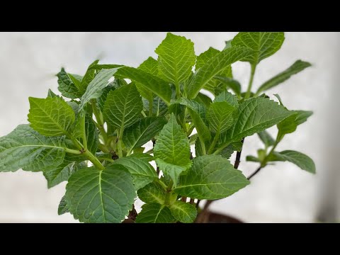 Крупнолистные гортензии просыпаются😮что делать?