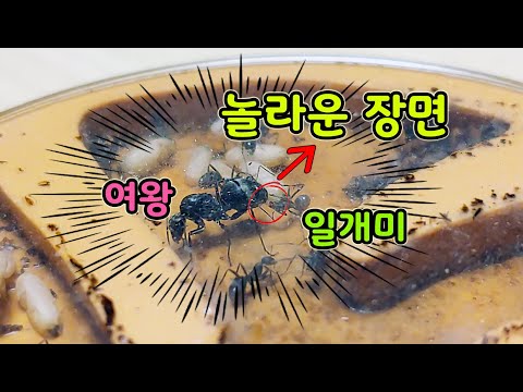 알 낳는 여왕개미와 산파 일개미, 5개월간 곰개미 군체 성장 과정 [오브리더]
