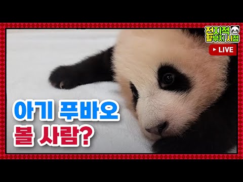[전지적 할부지 시점 : 정주행] ep.115 하루종일 아기 푸바오 같이 볼 뿌딩이 손!!! 전할시 몰아보기🐼 │ Panda World