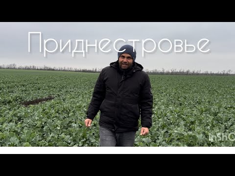 Сколько дать азота весной на озимый рапс ?