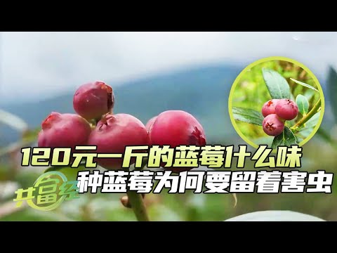 800万元“买到”的种植经验大公开！蓝莓中的天花板是谁？这种蓝莓产量为何会是其他蓝莓的100多倍？「共富经」20241006 | 农业致富经 Agriculture And Farming