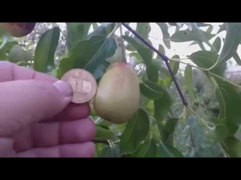 Зизифус. Ягода исцеляющая гипертонию! Морозостойкие сорта в Украине.  Дегустация.