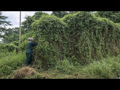 Abandoned House Was Completely Taken Over by Nature | Extreme Cleanup