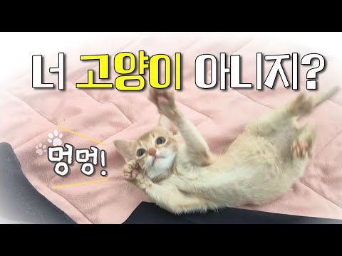 너 고양이 맞아..? 순둥이+적응력 만렙 아깽이 행배! #오늘의행배 #아비시니안 #개냥이