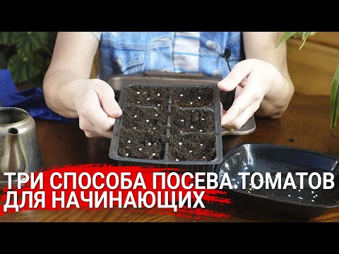 Три способа посева томатов для начинающих
