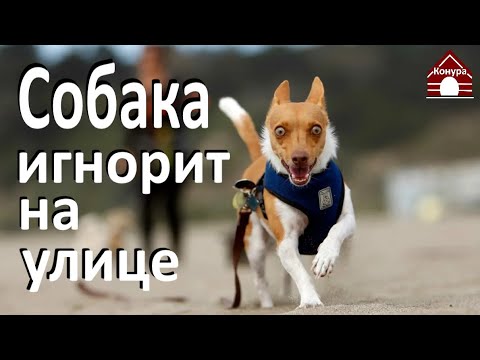Cобака не слушается на улице