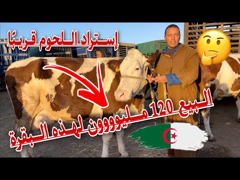 120 مليون هو سعر هذه البقرة من سوق البويرة و إستراد اللحوم قريبًا يستعد لإعادة ضبط الأسعار الحقيقية