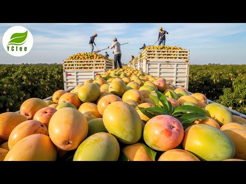 You’ve Never Seen Mango Harvesting Like This! Mind-Blowing Mango Farm Tech at Work