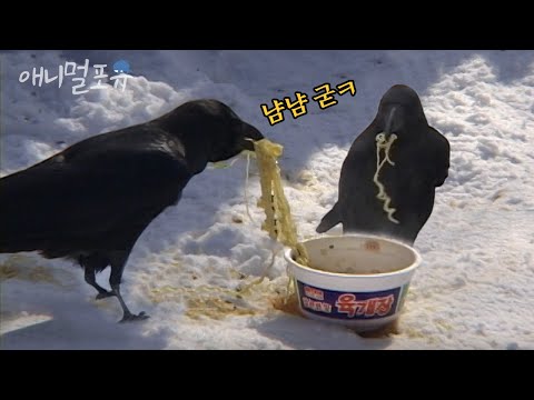 죽을 뻔한 까마귀를 살려줬더니... 매일 찾아와서 라면 달라 하는 중?!🍜ㅣKBS 오천만의 일급비밀 070119 방송